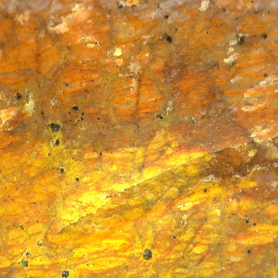 SA4805 semi-weathered50xA