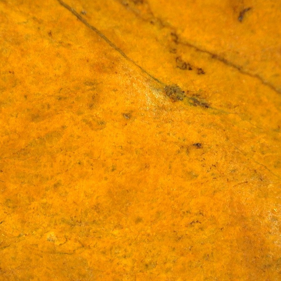 SA5101 unweatheredcortex50x